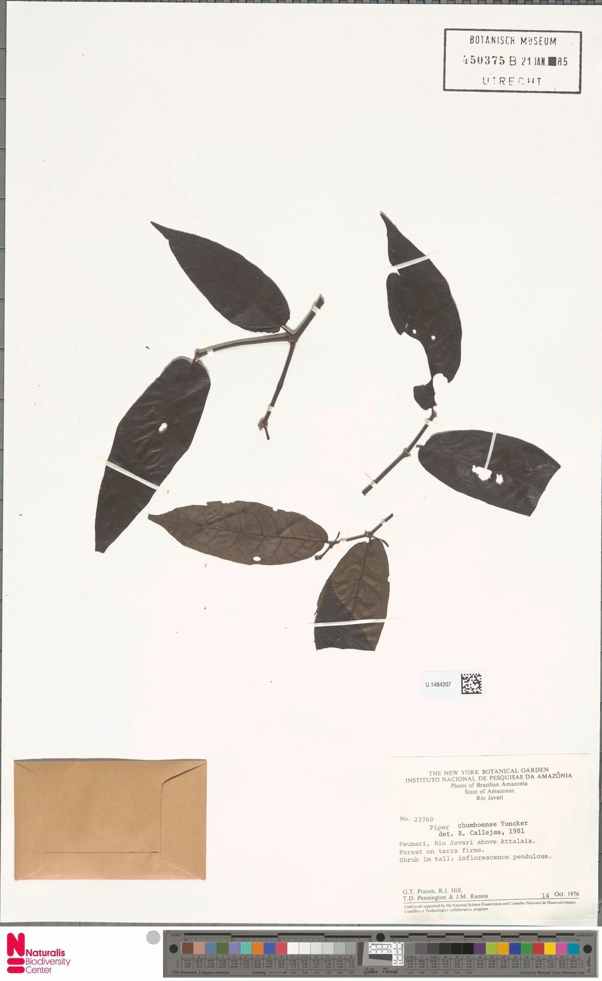 Piper chumboense leaf