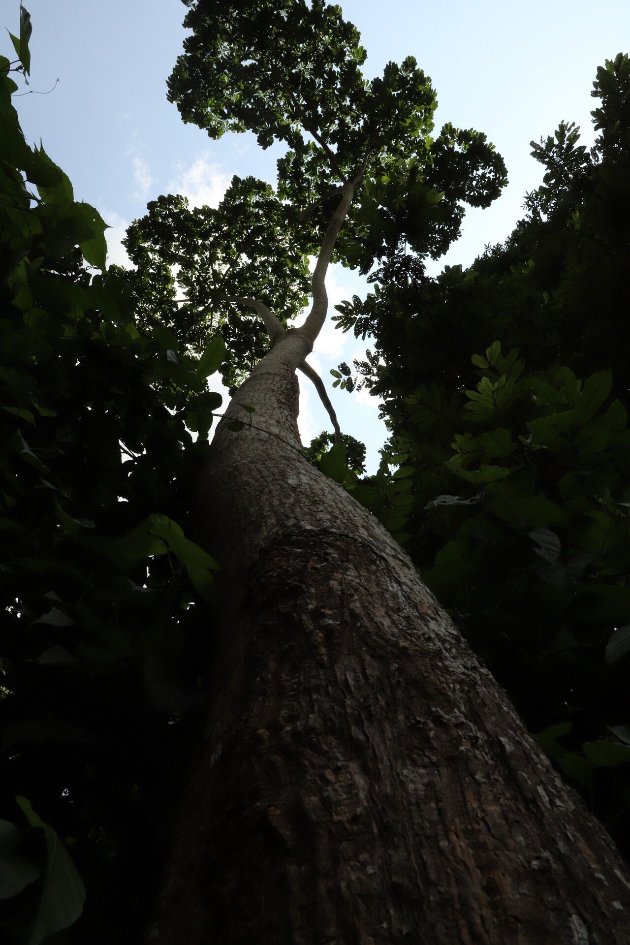 Cussonia brieyi habit