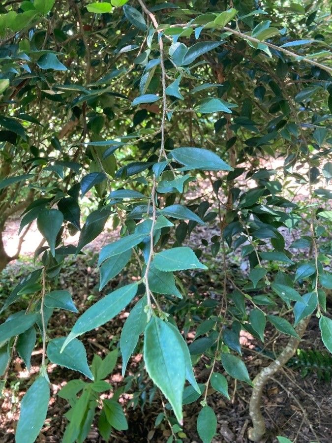 Camellia fraterna — search result for 'Camellia'