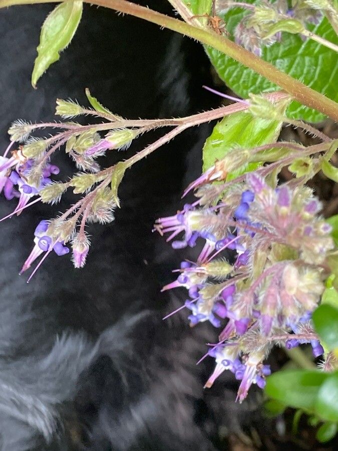 Trachystemon orientalis flower
