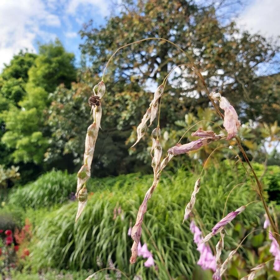 Dierama pulcherrimum fruit