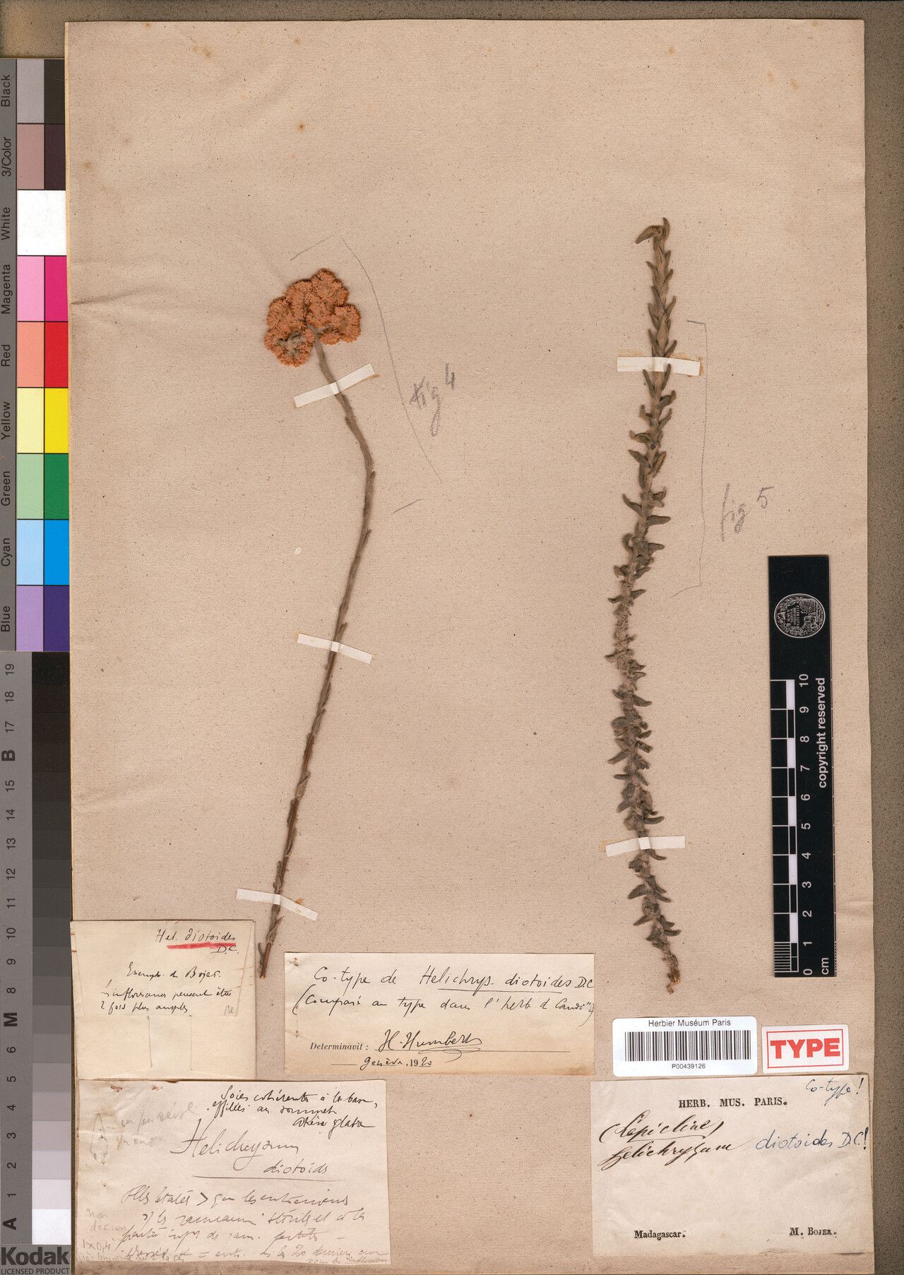 Helichrysum diotoides — houseplant care guide