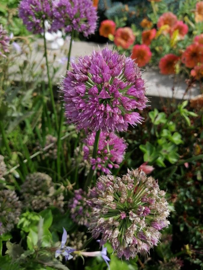 Allium pyrenaicum fruit