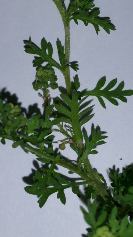 Coronopus didymus — search result for 'Lepidium'