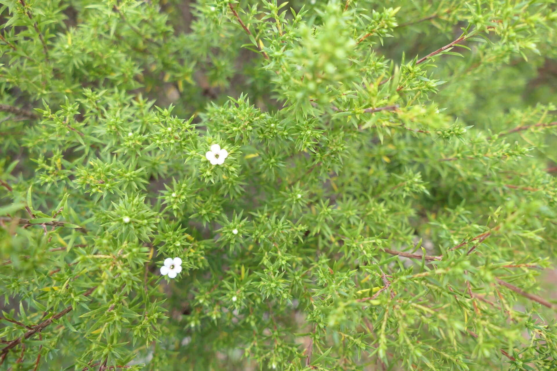 Coleonema album flower