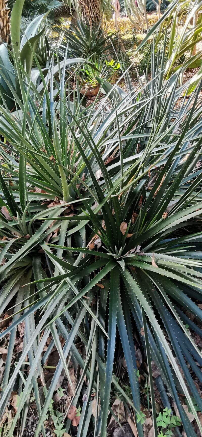 Dyckia princeps habit