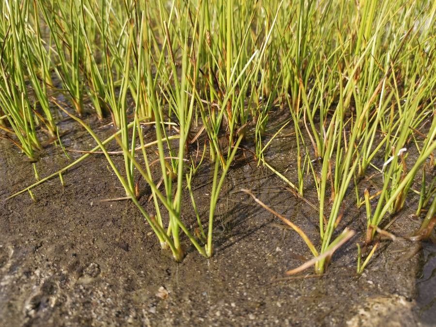 Eriophorum scheuchzeri — search result for 'Alaska'