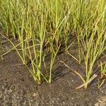 Eriophorum scheuchzeri