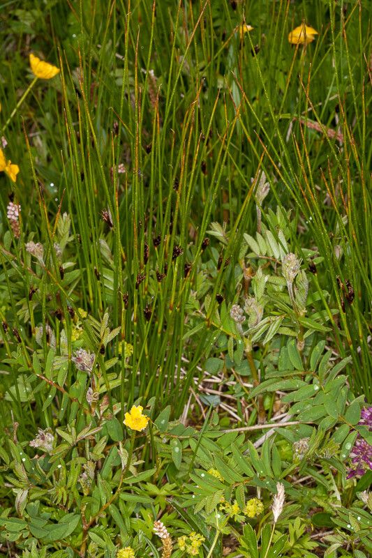 Juncus jacquinii bark