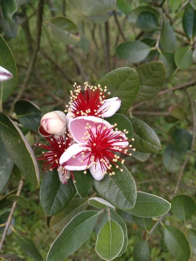 Feijoa sellowiana flower