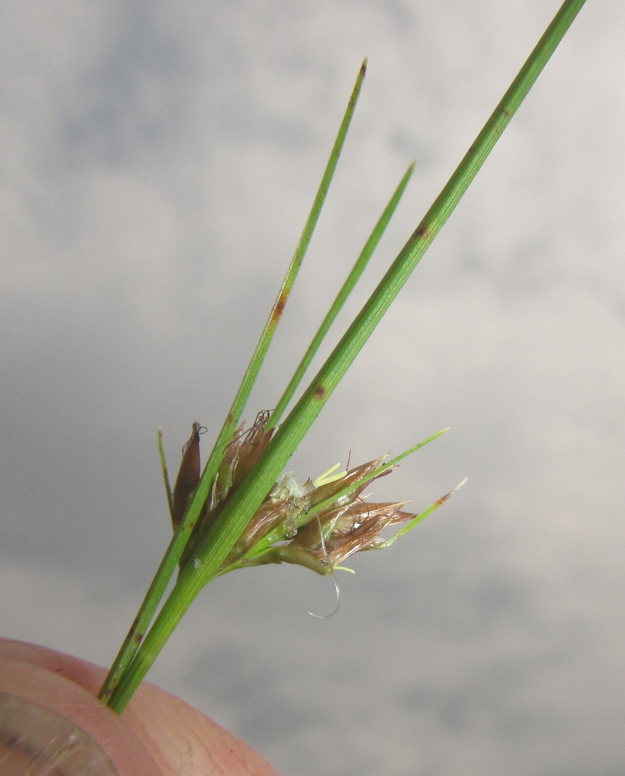 Rhynchospora perrieri — houseplant care guide