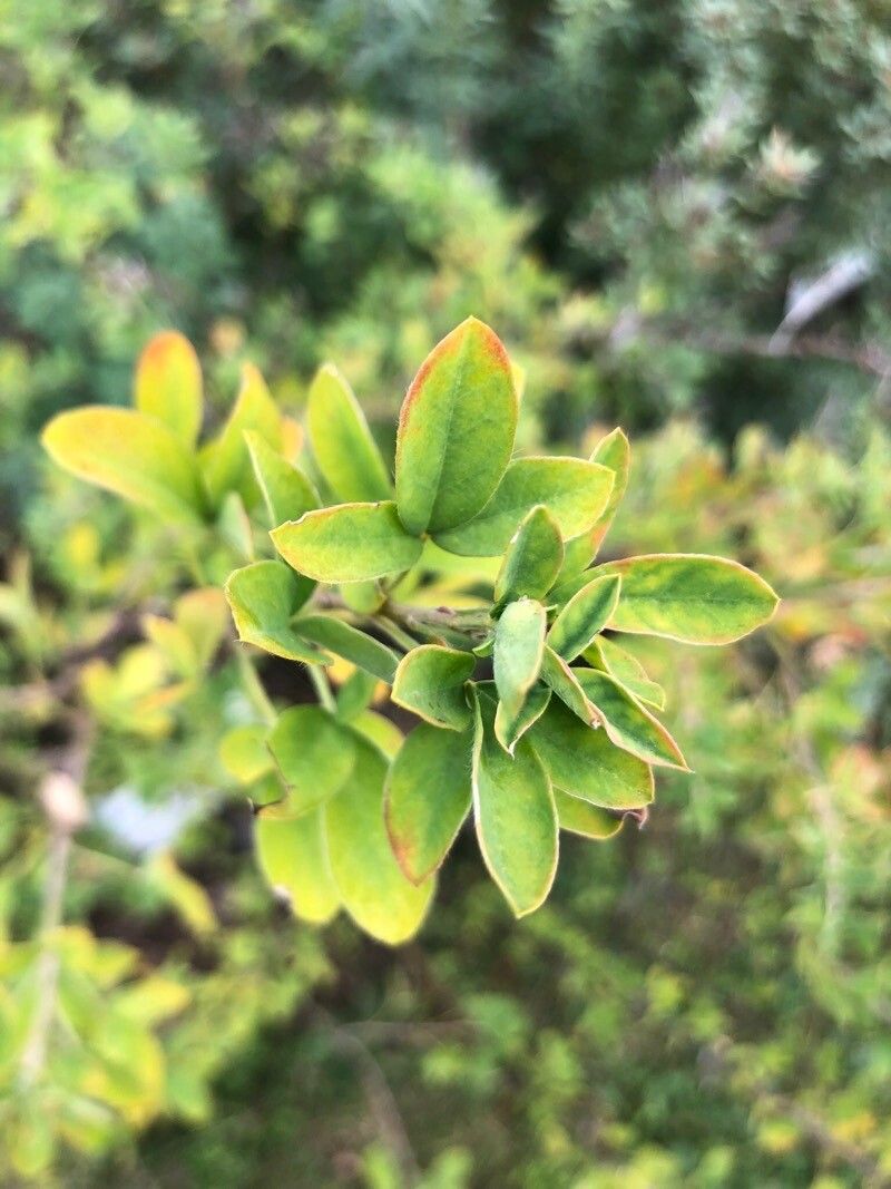 Chamaecytisus ratisbonensis — houseplant care guide