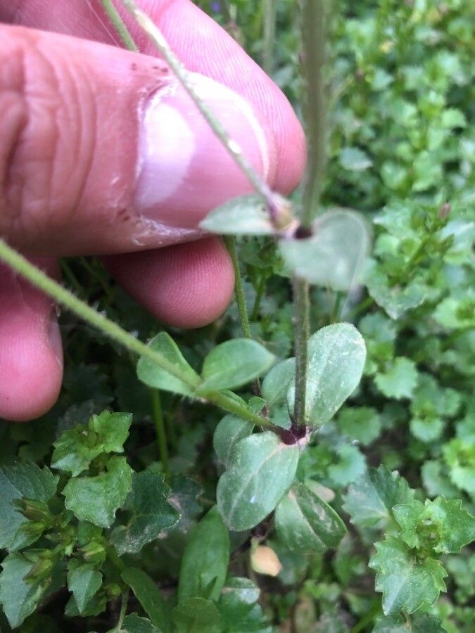 Silene pendula — maintenance medium houseplant
