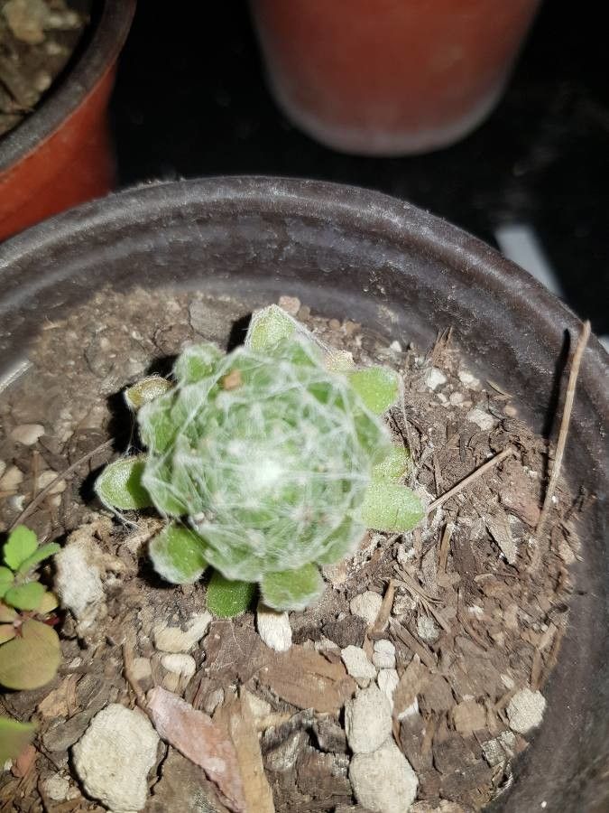 Psilocarphus brevissimus — related species from the same genus