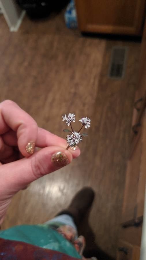 Erigenia bulbosa flower