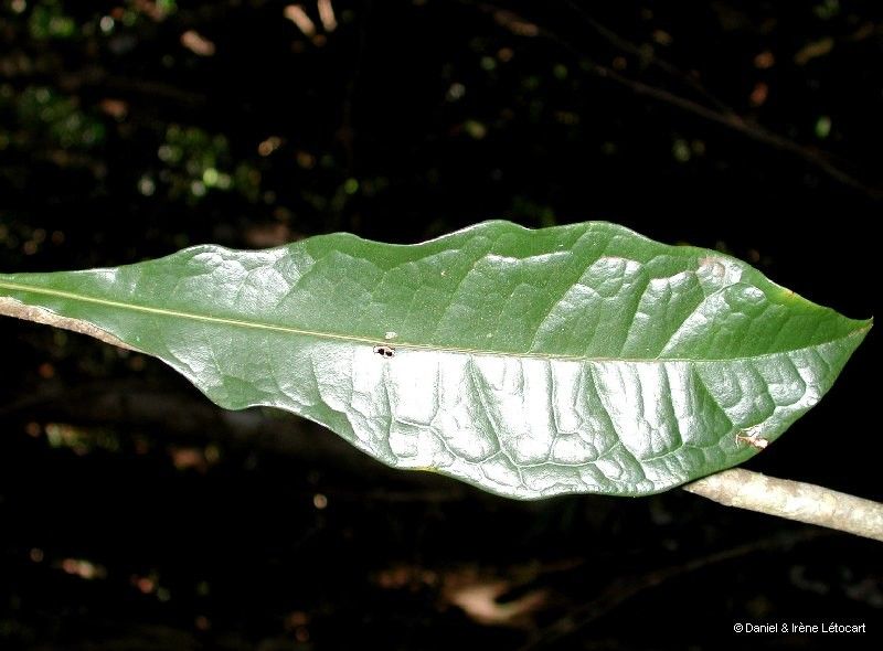 Pittosporum muricatum leaf