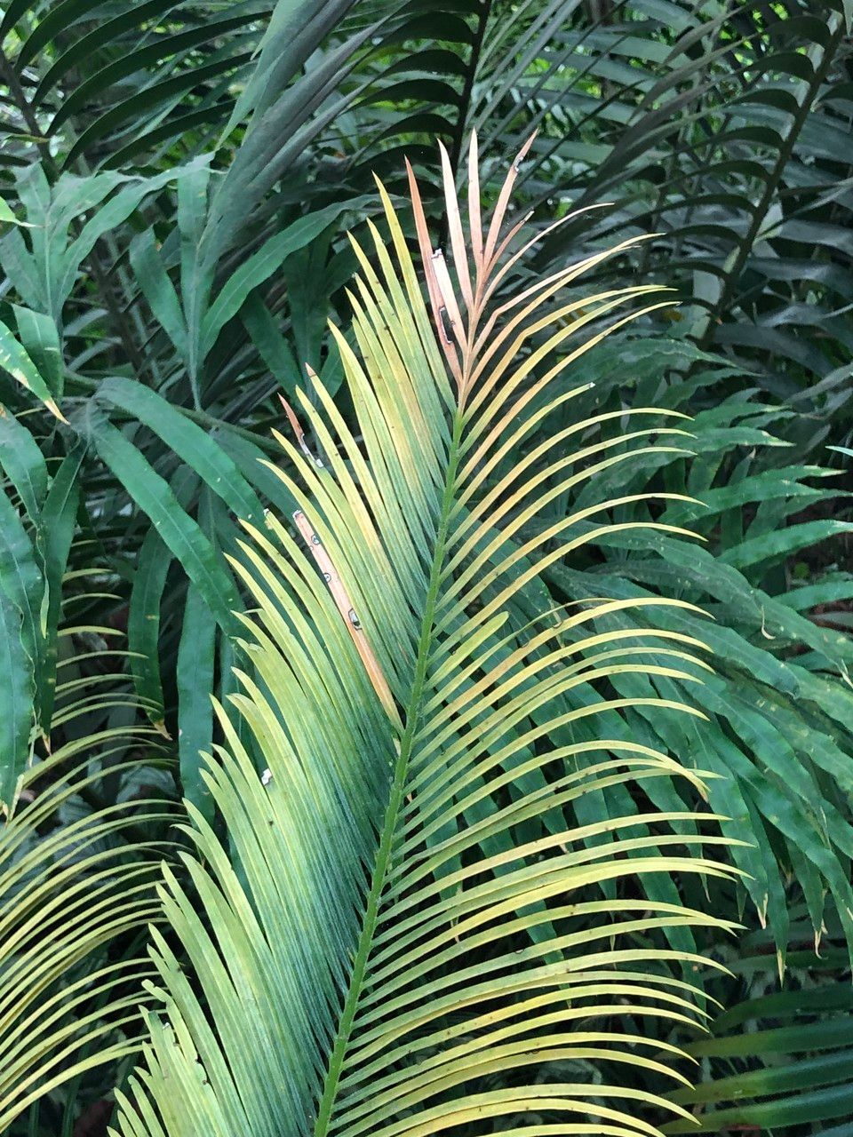 Cycas panzhihuaensis habit