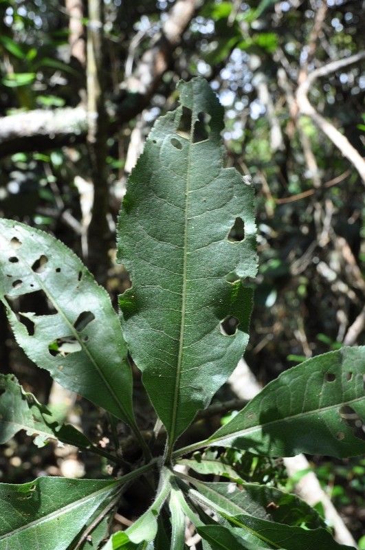 Psiadia laurifolia — houseplant care guide