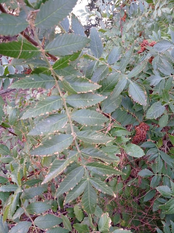 Rhus coriaria leaf