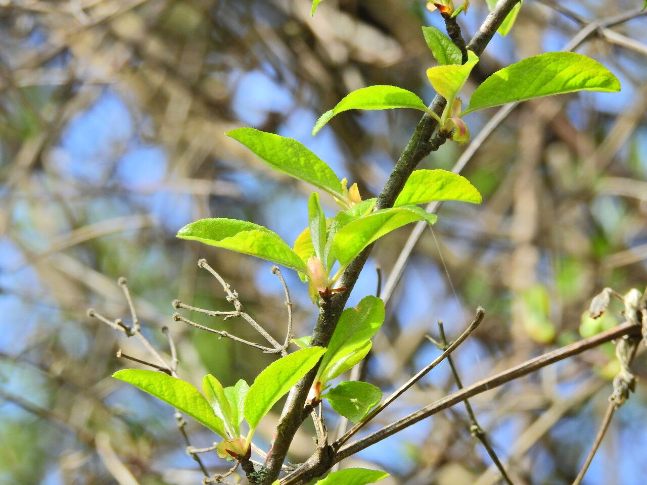 Prunus rivularis — search result for 'Prunus'