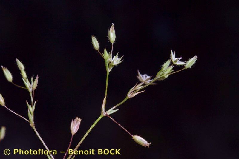 Minuartia mediterranea — houseplant care guide