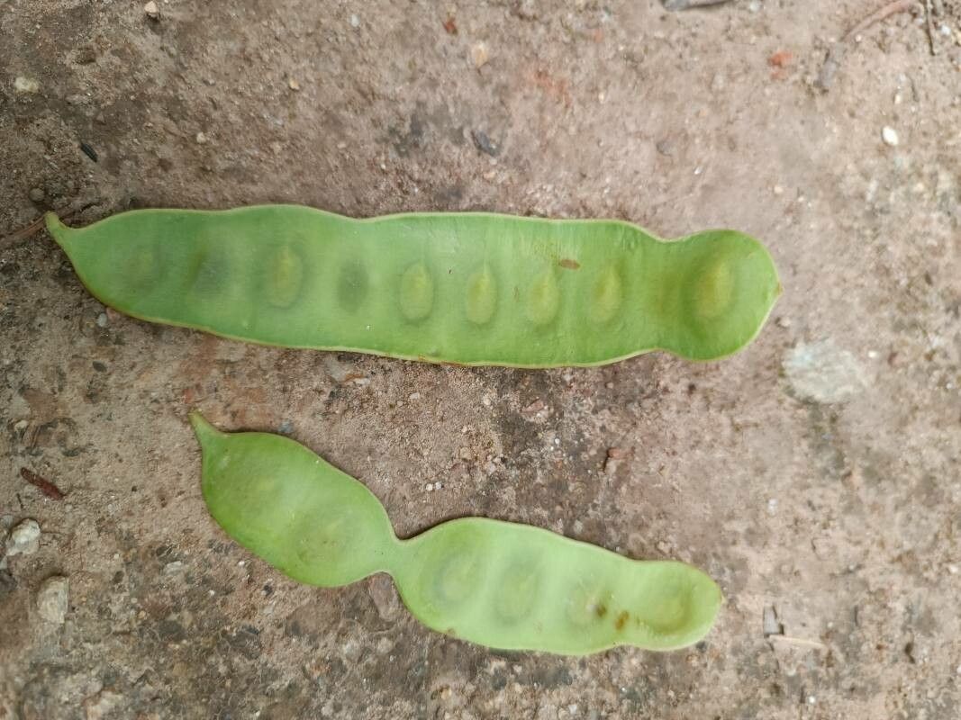 Acacia binervata — houseplant care guide