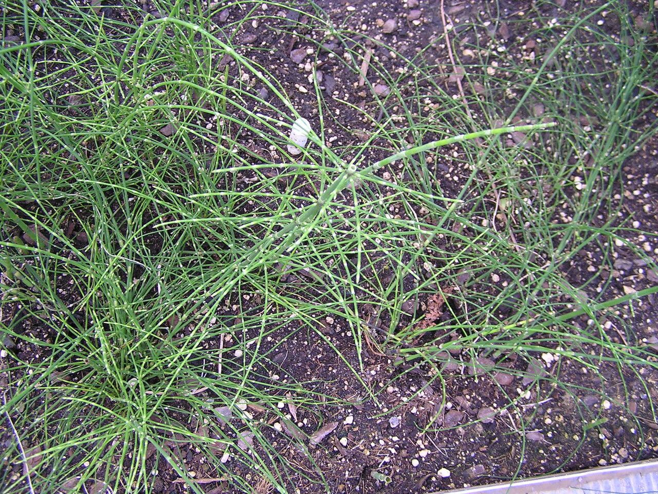 Equisetum myriochaetum — search result for 'Equisetum'