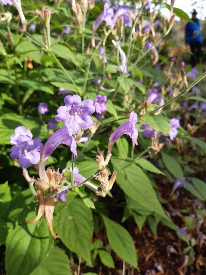 Strobilanthes pentastemonoides flower