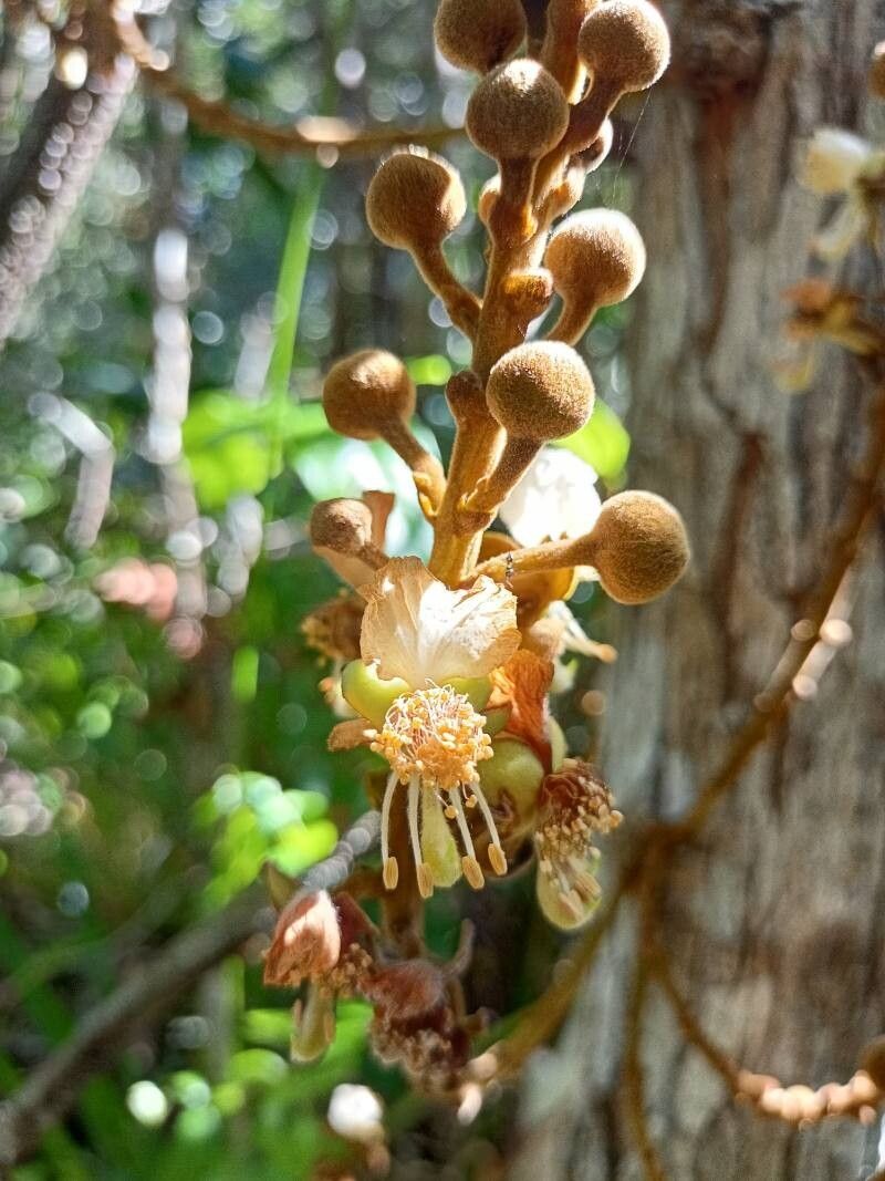 Swartzia macrostachya flower