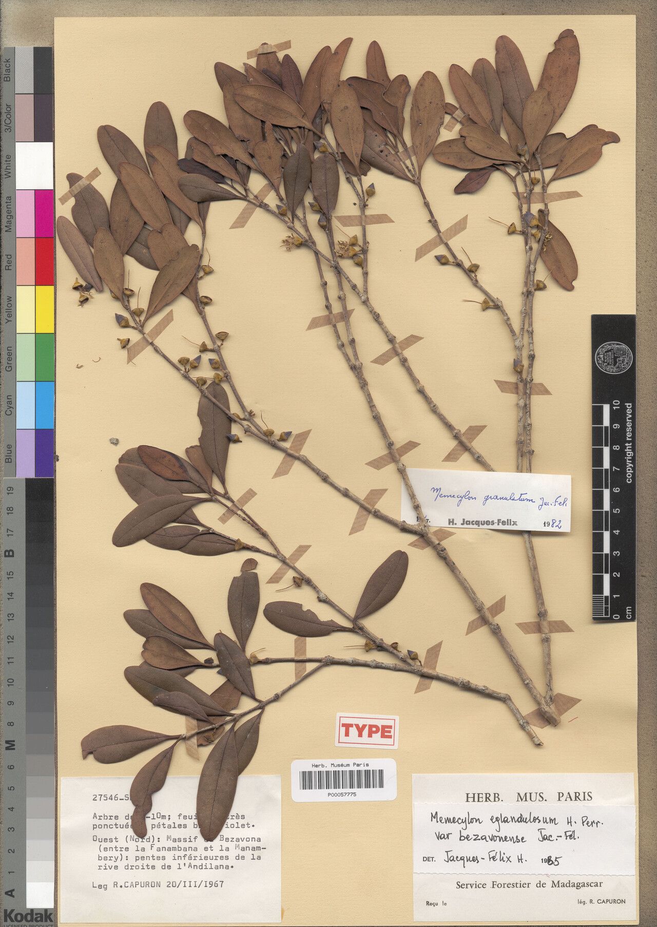 Memecylon bezavonense — houseplant care guide