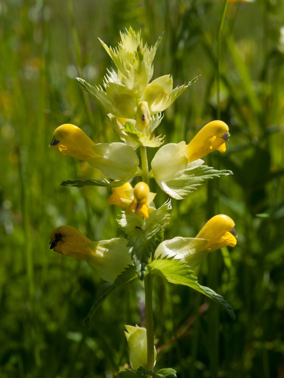 Rhinanthus wagneri flower