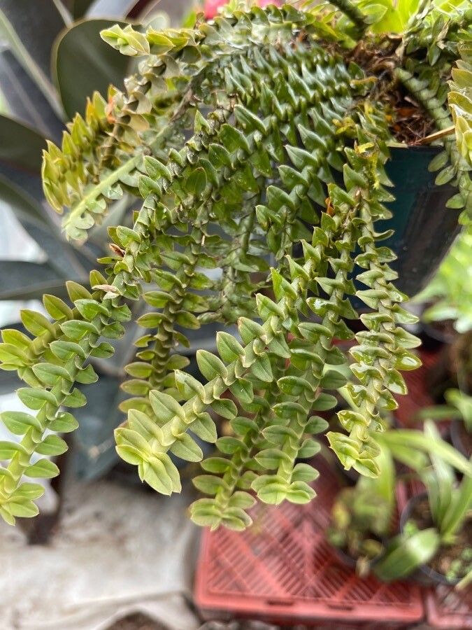 Dichaea neglecta — houseplant care guide