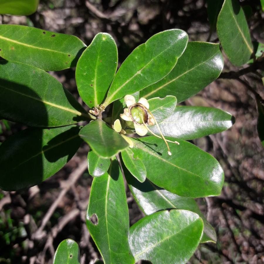 Xanthostemon carlii fruit