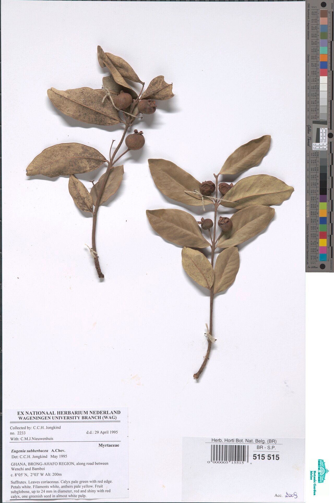 Eugenia subherbacea — houseplant care guide