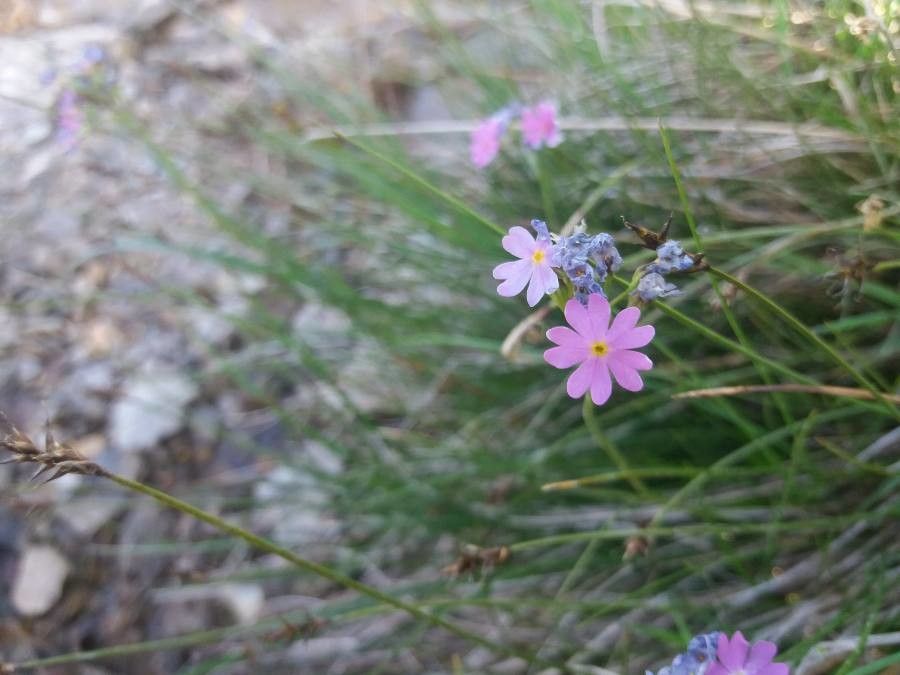 Primula laurentiana — search result for 'Primula'