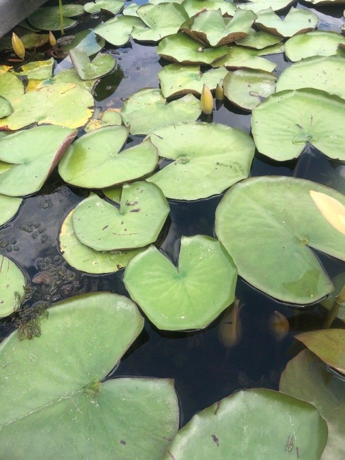 Nymphaea odorata leaf