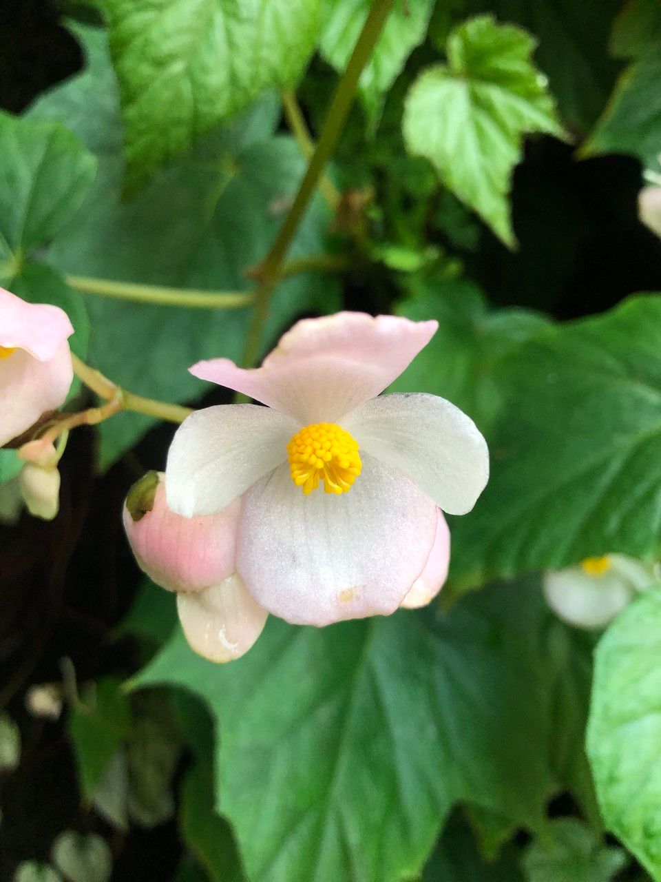 Begonia formosana flower