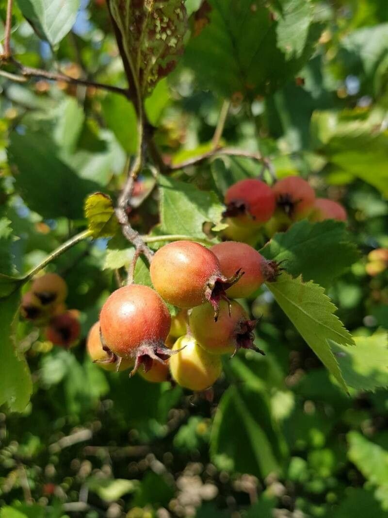 Crataegus coccinea fruit