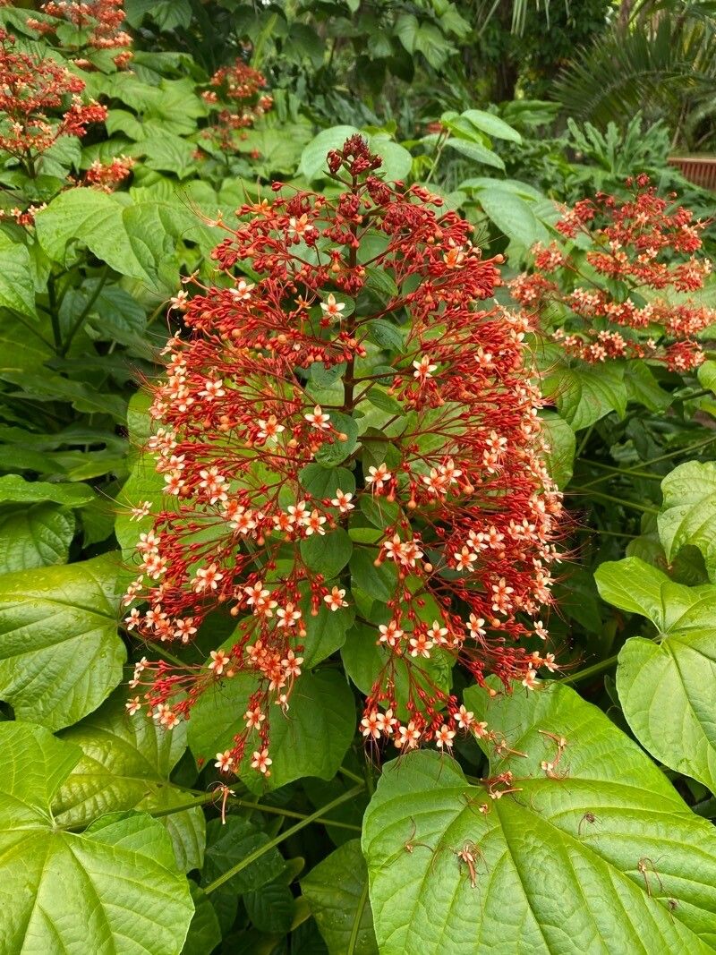 Clerodendrum paniculatum flower