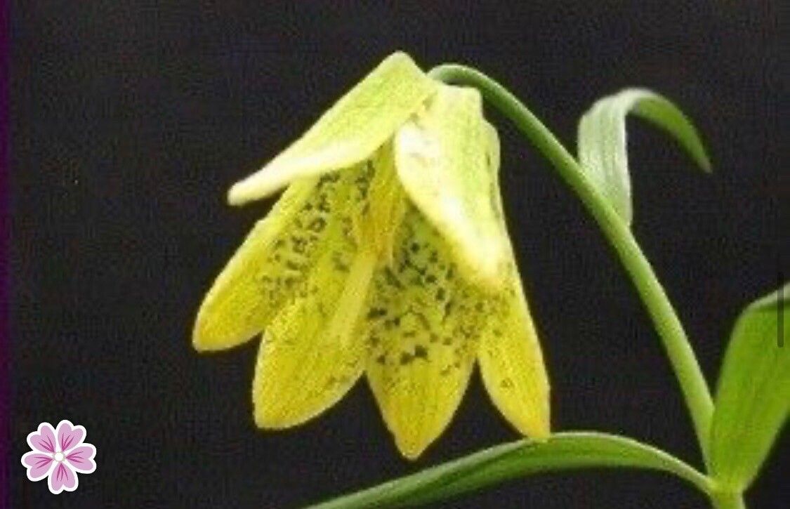 Fritillaria sichuanica — houseplant care guide