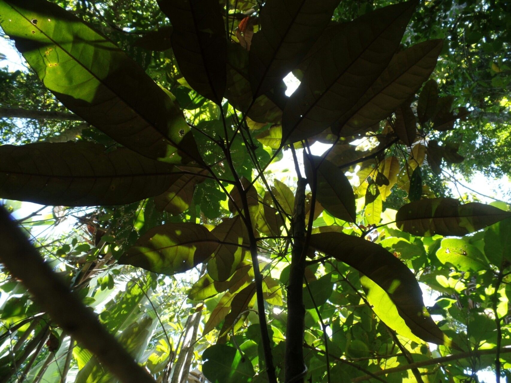 Croton chrysodaphne — houseplant care guide