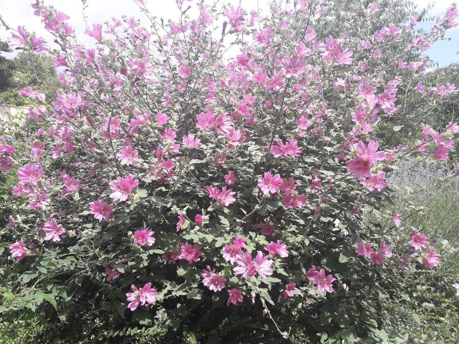 Lavatera olbia habit