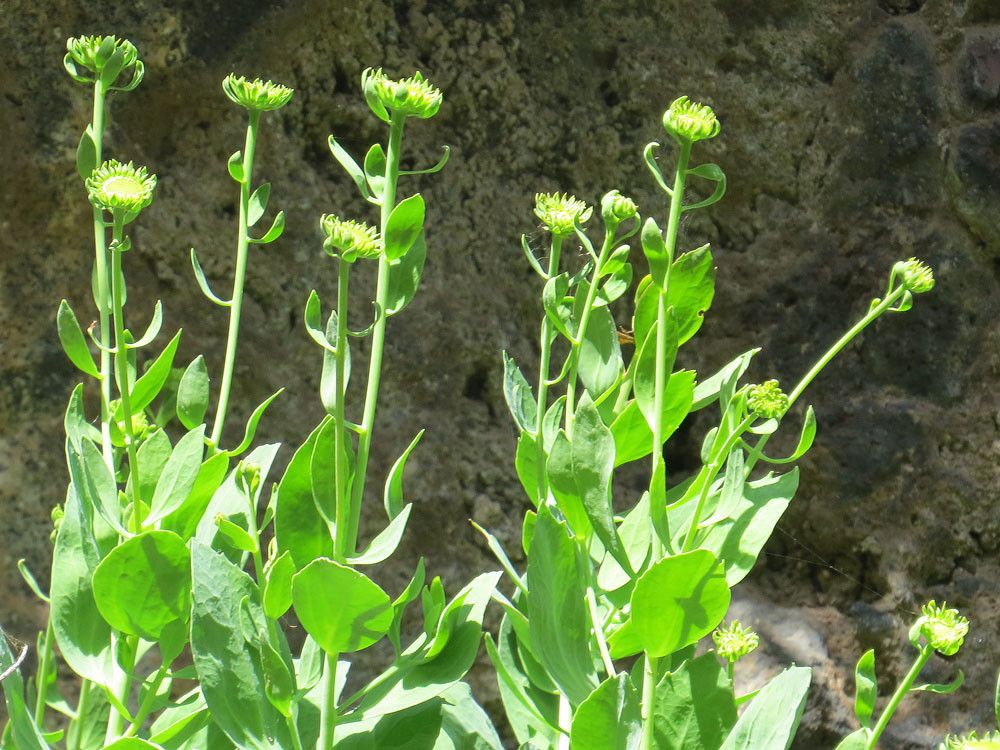 Vieraea laevigata flower