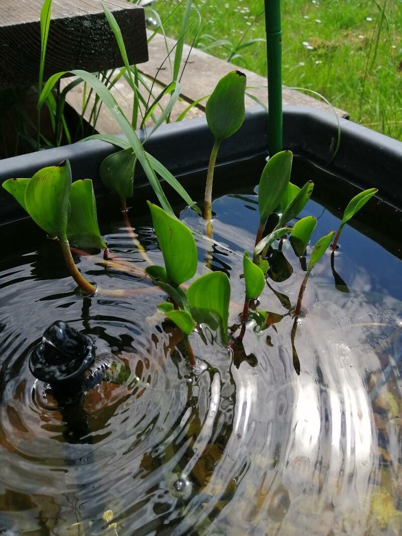 Pontederia azurea leaf
