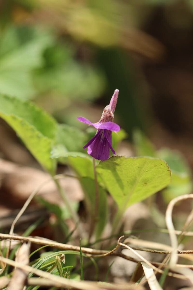 Viola phalacrocarpa — houseplant care guide