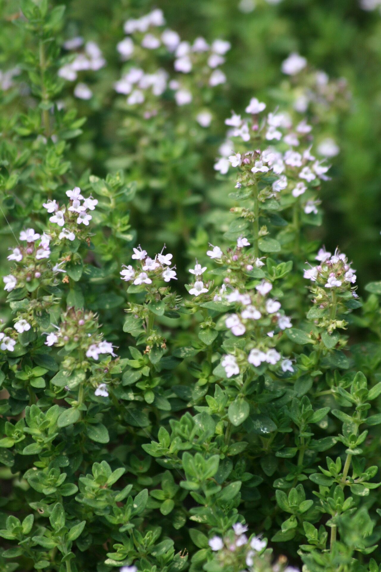 Thymus × citriodorus flower