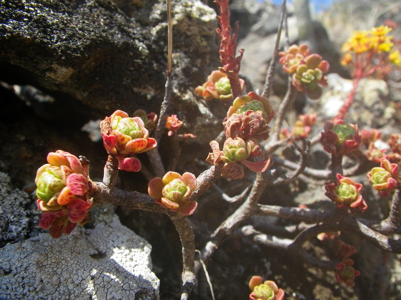 Aeonium spathulatum habit