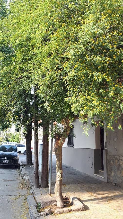 Caesalpinia paraguariensis flower