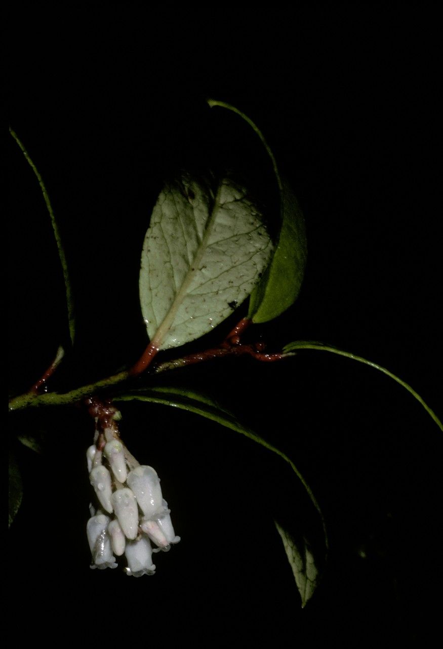 Gaultheria insana flower