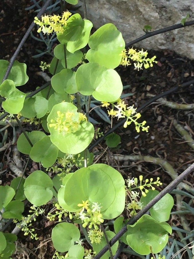 Dioscorea elephantipes leaf